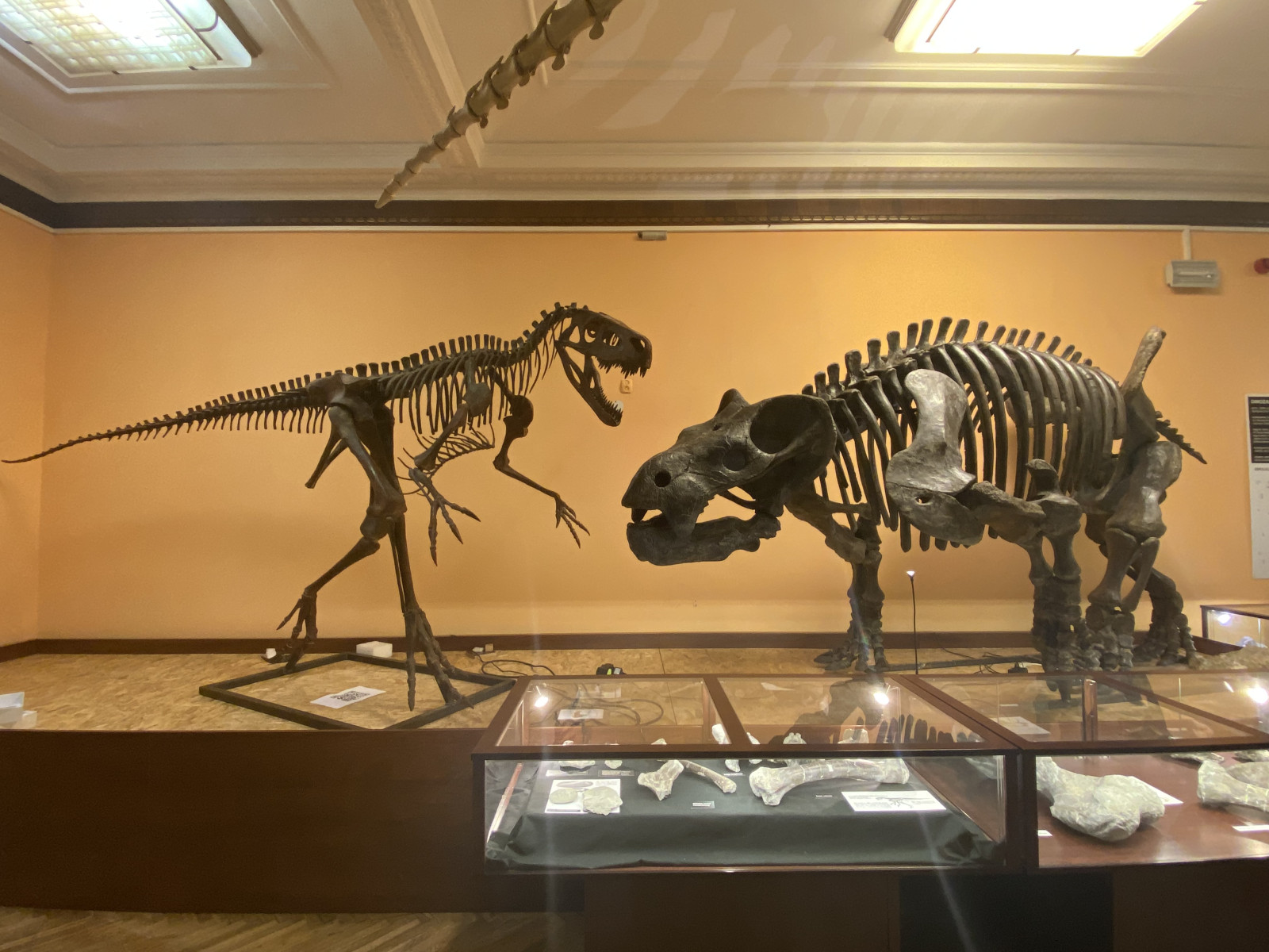 Nowa wystawa w Muzeum Ewolucji Instytutu Paleobiologii PAN